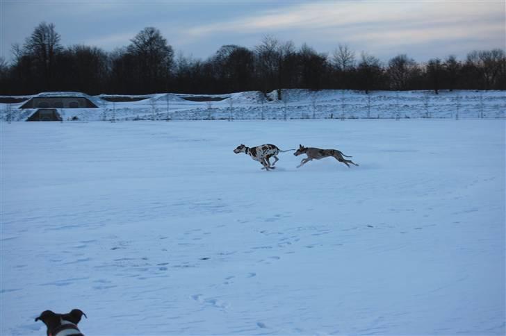 Grand danois Victor Himmelhund :-( (marts 2014) - December 2009 billede 15