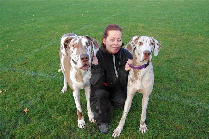 Grand danois Victor Himmelhund :-( (marts 2014) billede 16