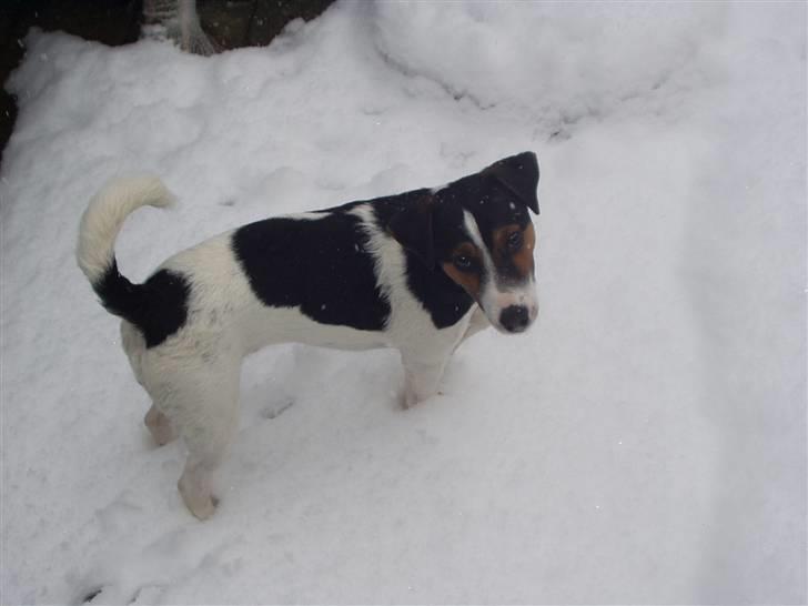 Jack russell terrier Nelson billede 1