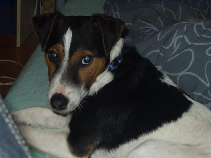 Jack russell terrier Nelson billede 2