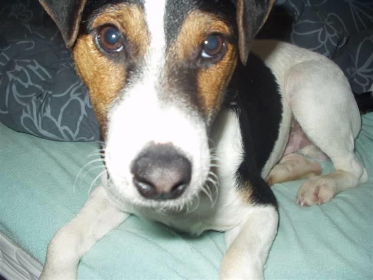 Jack russell terrier Nelson billede 3