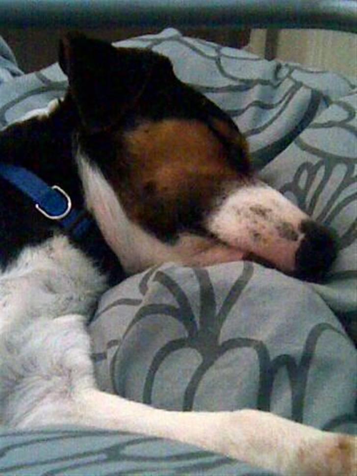 Jack russell terrier Nelson billede 4