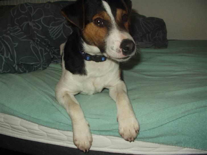 Jack russell terrier Nelson billede 5