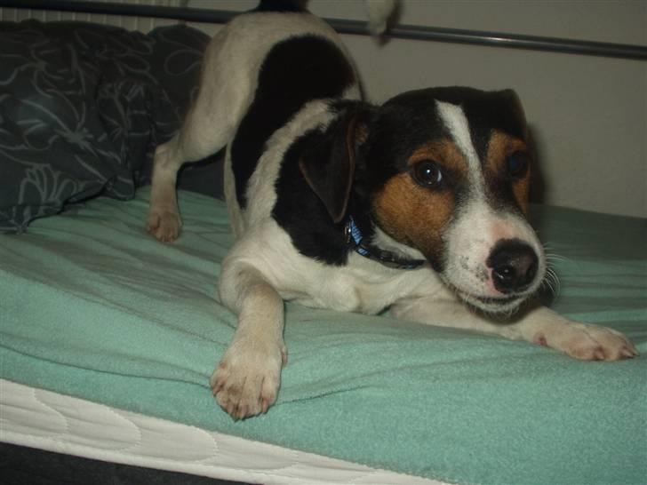 Jack russell terrier Nelson billede 6