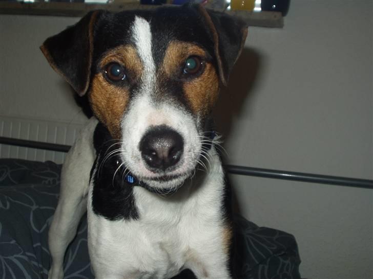 Jack russell terrier Nelson billede 7