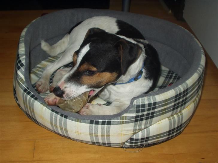 Jack russell terrier Nelson billede 8