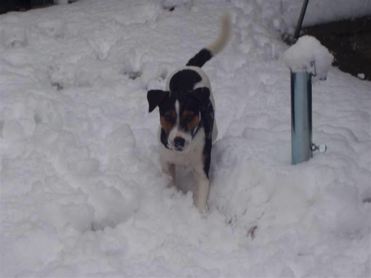 Jack russell terrier Nelson billede 9