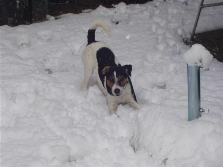 Jack russell terrier Nelson billede 10