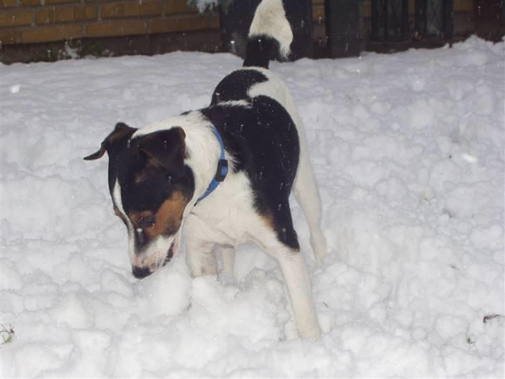 Jack russell terrier Nelson billede 11