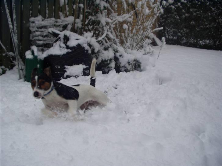 Jack russell terrier Nelson billede 12