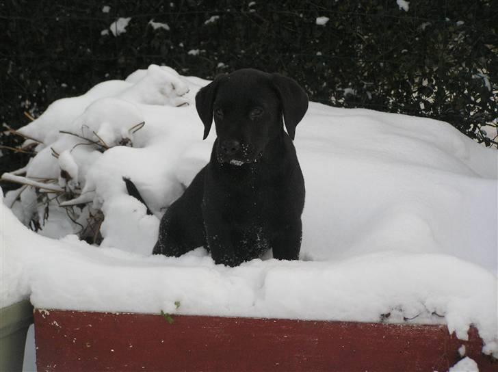 Labrador retriever Samson R.I.P billede 4