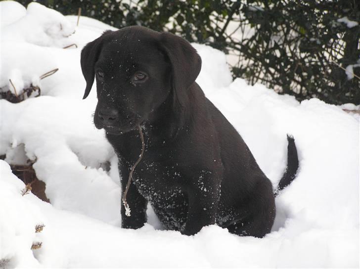 Labrador retriever Samson R.I.P billede 5