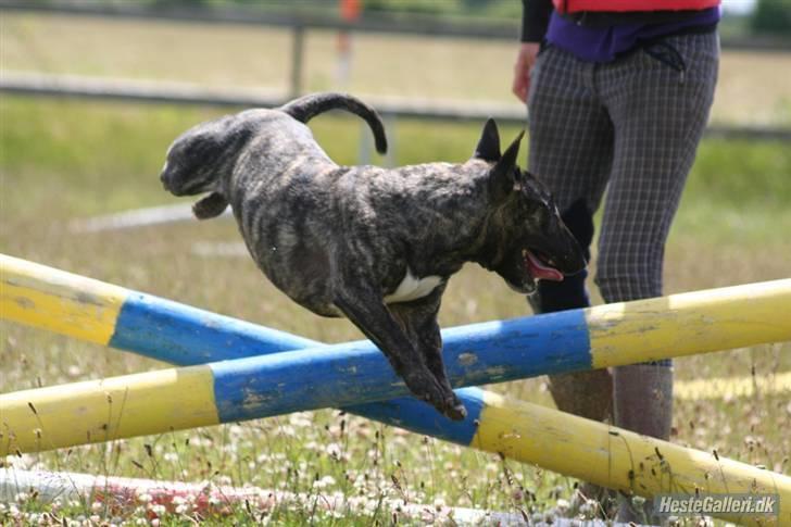 Bullterrier miniature Max billede 7