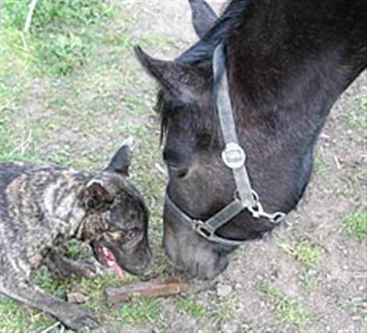 Bullterrier miniature Max billede 8