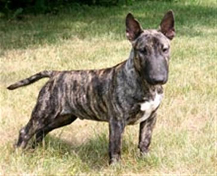 Bullterrier miniature Max billede 9