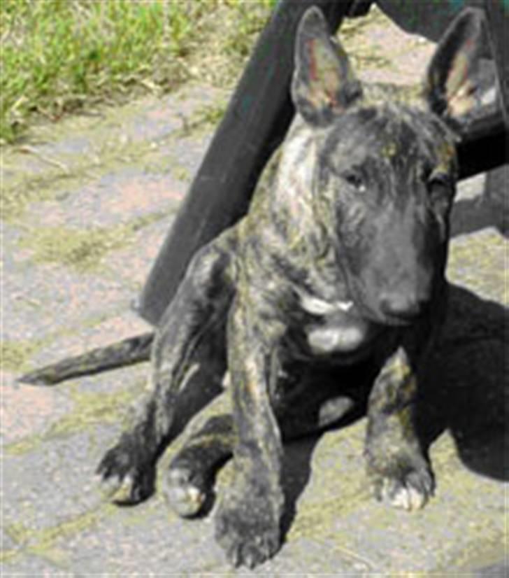 Bullterrier miniature Max billede 10
