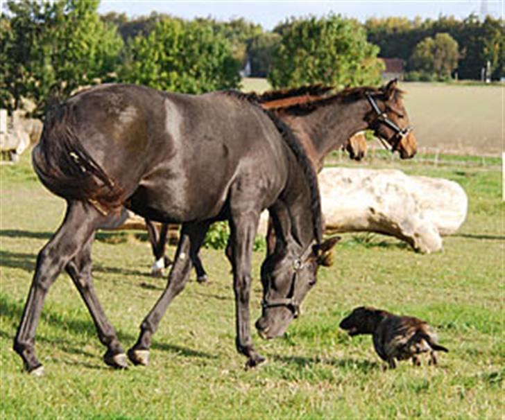 Bullterrier miniature Max billede 11
