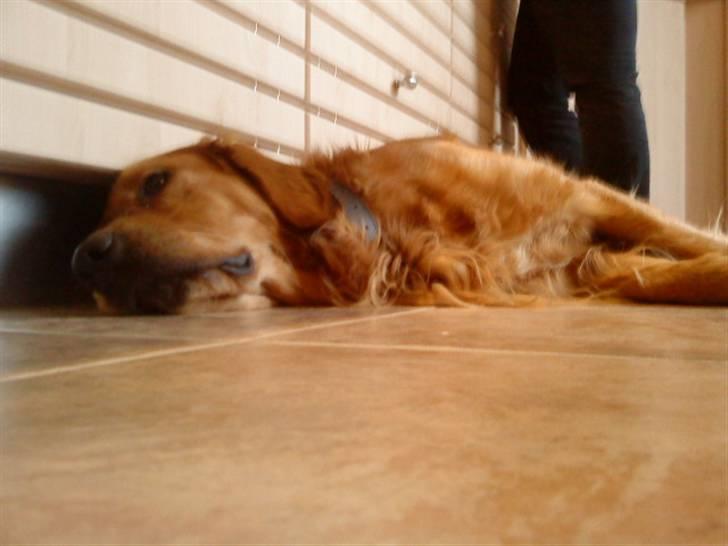 Golden retriever Luca - Lidt træt måske(:. billede 14