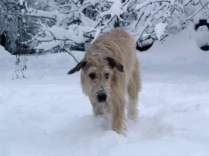 Irsk ulvehund Anouk billede 8