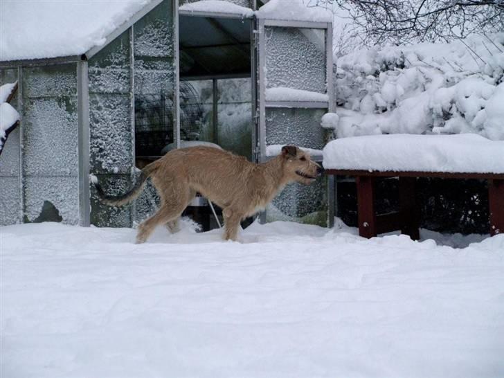 Irsk ulvehund Anouk billede 12