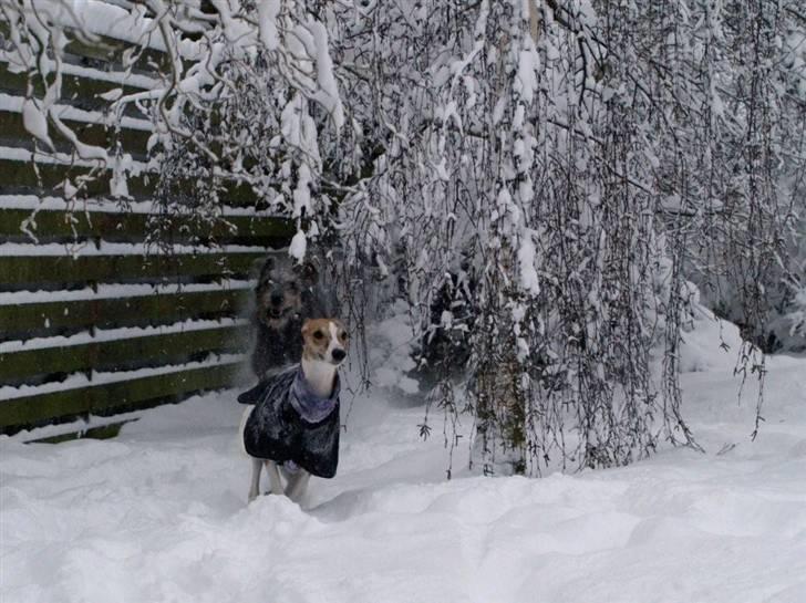 Whippet Cilla billede 8