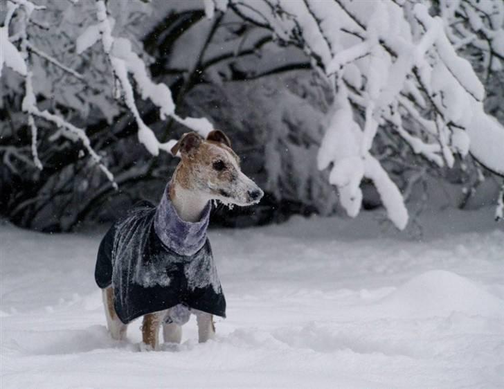 Whippet Cilla billede 9