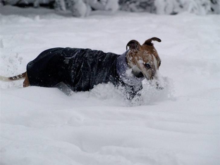 Whippet Cilla billede 10