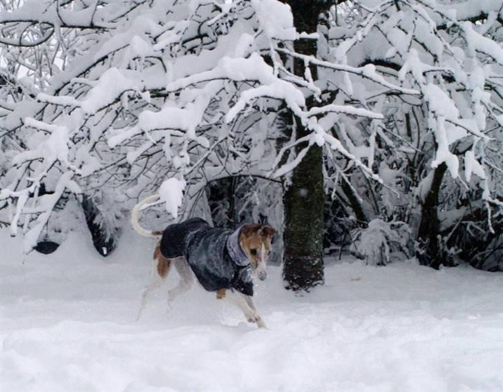 Whippet Cilla billede 11