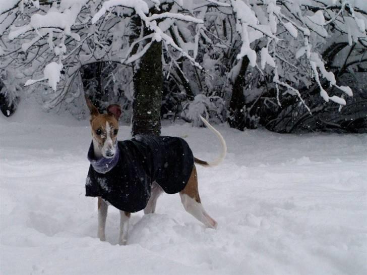 Whippet Cilla billede 12