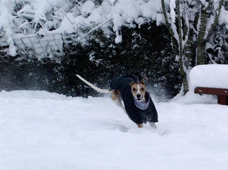 Whippet Cilla billede 14