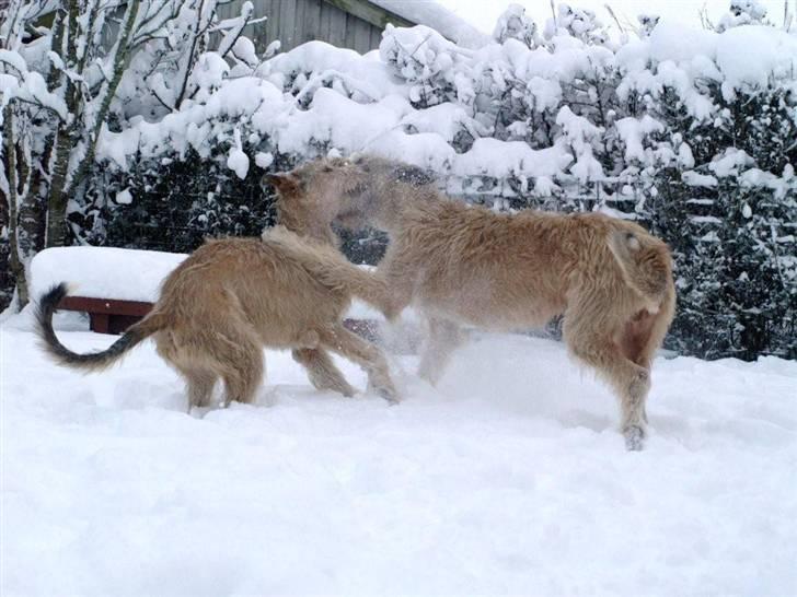 Irsk ulvehund Falkor billede 9