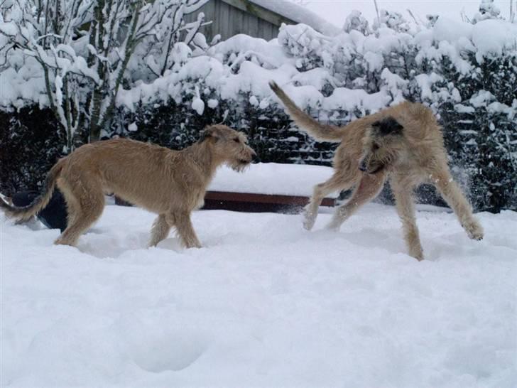 Irsk ulvehund Falkor billede 2