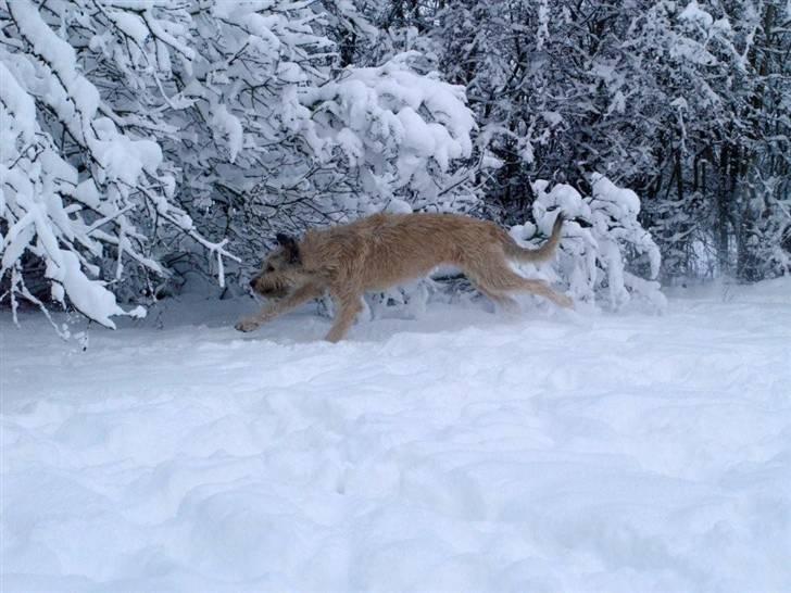 Irsk ulvehund Falkor billede 10