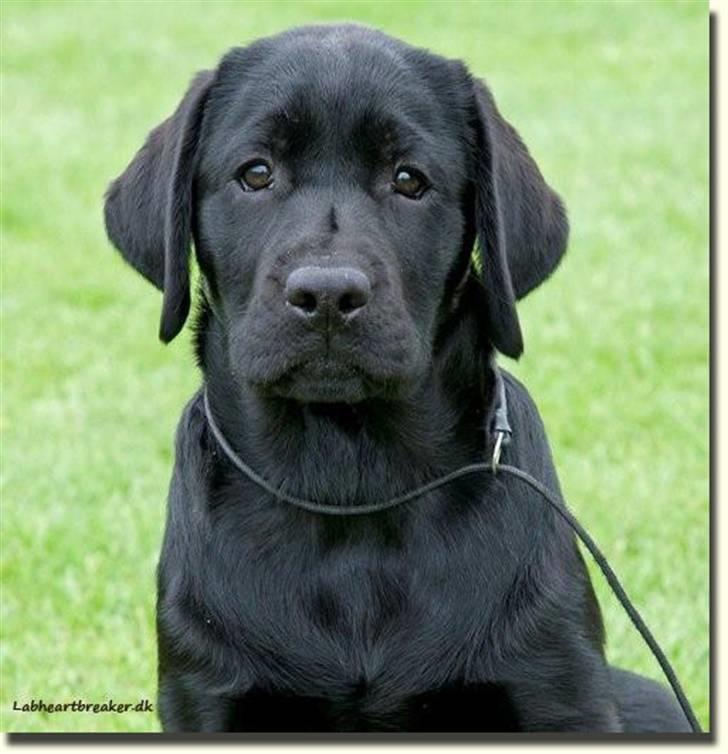 Labrador retriever Lab tasso Cle'o - Bmukke Cle´o mors pige billede 3