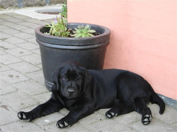 Labrador retriever Lab tasso Cle'o billede 5