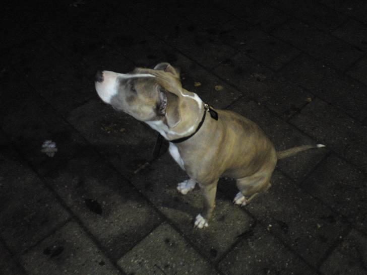 Amerikansk staffordshire terrier Malou R.I.P billede 11