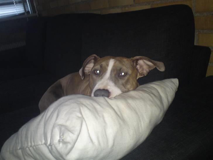 Amerikansk staffordshire terrier Malou R.I.P billede 12