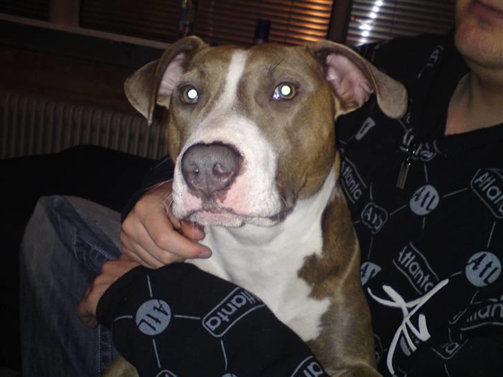 Amerikansk staffordshire terrier Malou R.I.P billede 13