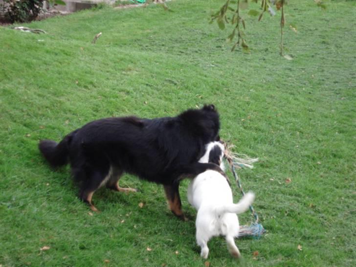 Chodsky Pes Mimmi billede 7