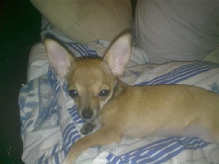 Chihuahua Emma billede 3