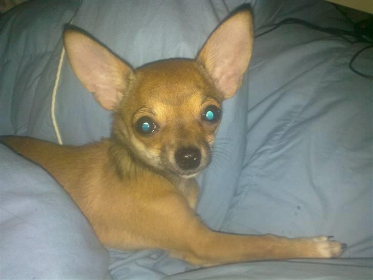 Chihuahua Emma billede 4