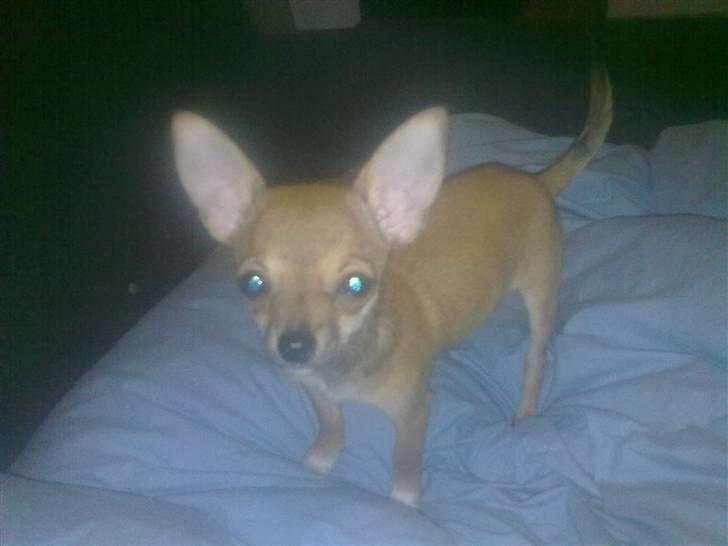 Chihuahua Emma billede 5