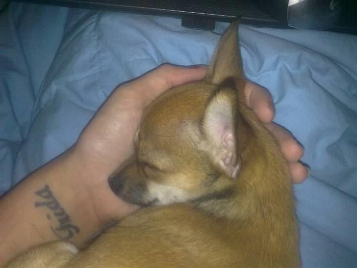 Chihuahua Emma billede 6