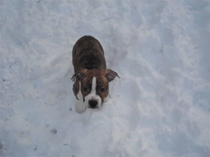 Amerikansk staffordshire terrier bob billede 4