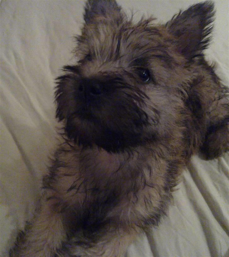 Cairn terrier Nova R.I.P. - Hyggetrolden billede 17