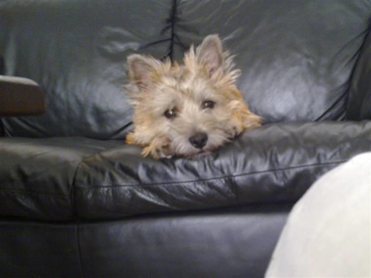 Cairn terrier Nova R.I.P. - Træt lille hund billede 10