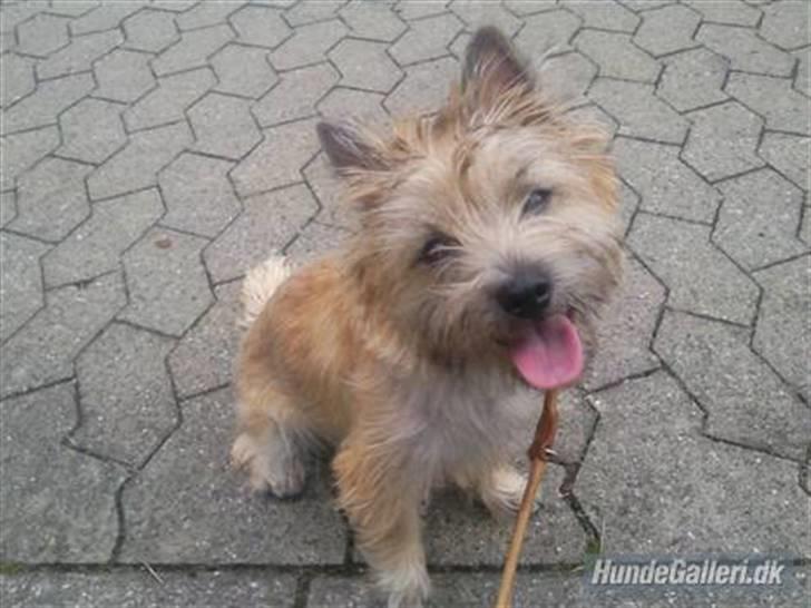 Cairn terrier Nova R.I.P. billede 11