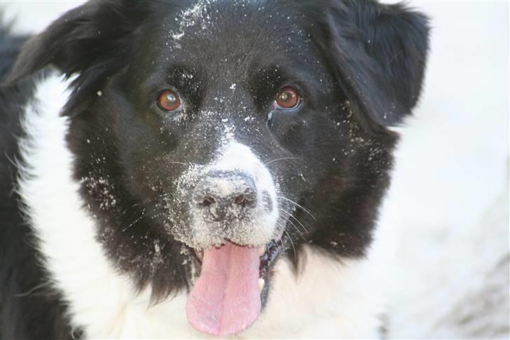 Border collie Vila - R.I.P billede 7