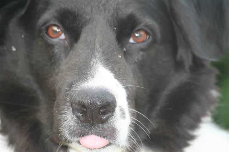 Border collie Vila - R.I.P billede 10