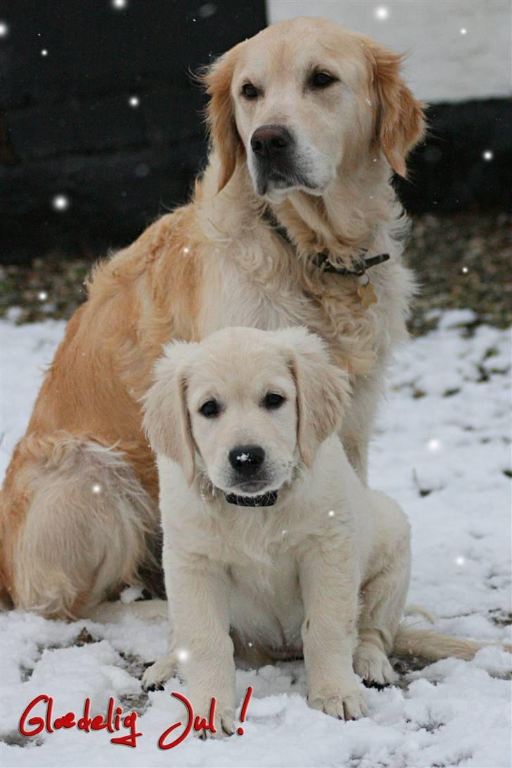 Golden retriever Athene - Athene og mor Chilli :-) billede 14